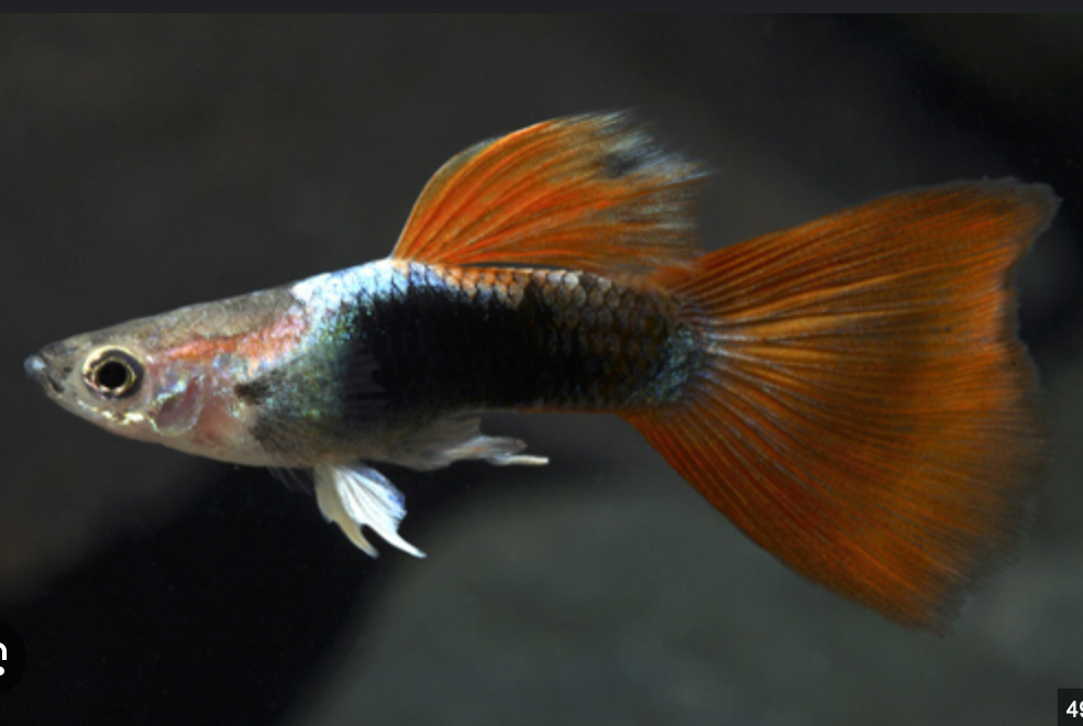 Live Blue & Orange Guppy Mix Breed – Vibrant Male Guppies for Freshwater Aquariums