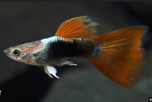 Live Blue & Orange Guppy Mix Breed – Vibrant Male Guppies for Freshwater Aquariums