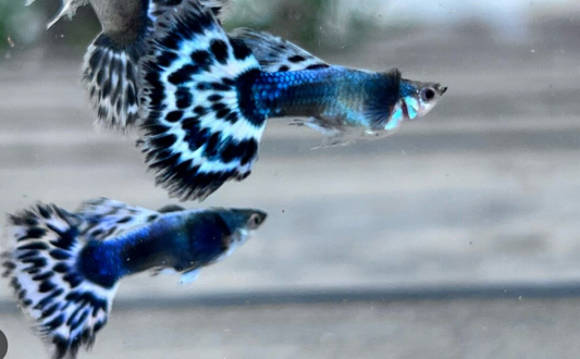 Live Trio Purple Mosaic Guppies – Rare, Vibrant Freshwater Aquarium Fish