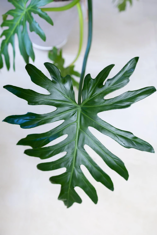 Philodendron Selloum Seeds – Grow Your Own Split Leaf Philodendron