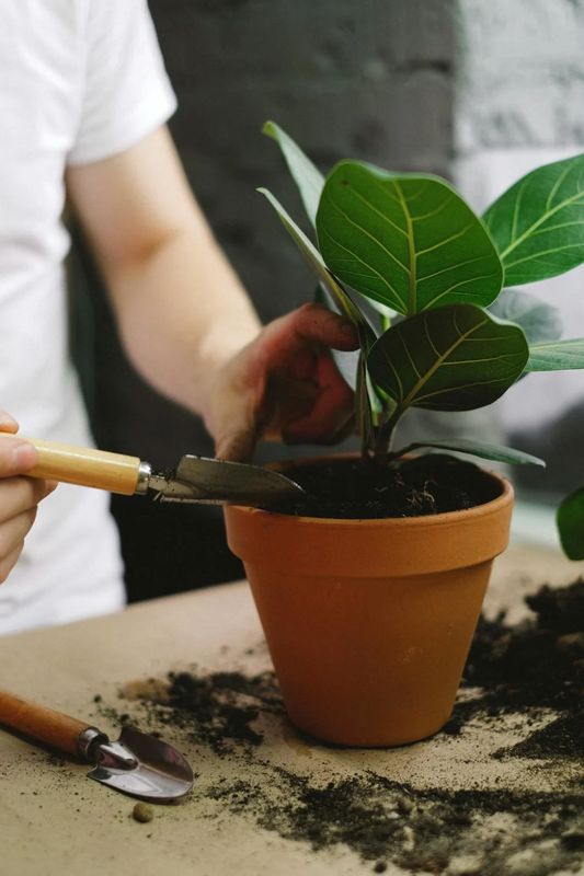 Ficus Altissima ‘Lofty Fig’ Seeds – Grow Your Own Exotic Indoor Tree