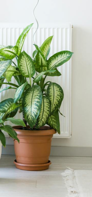 Dieffenbachia ‘Dumb Cane’ – Easy-Care Live Houseplant | Lush & Air-Purifying