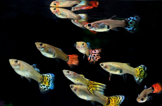Assorted Fancy Mutt Guppy Trio