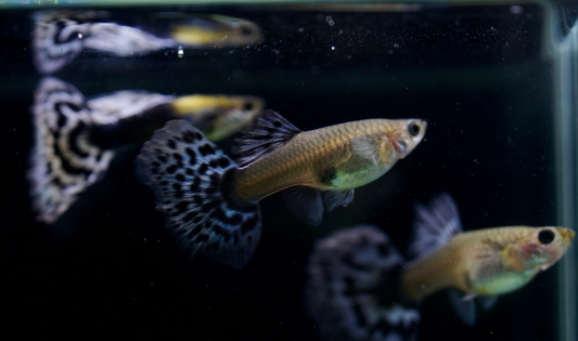 Live Exotic Guppies – Ivory Purple Mosaic Dragon