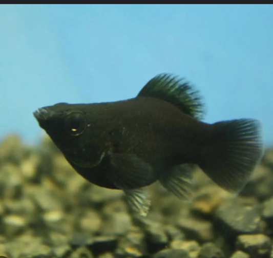 Baloon Molly- Adult Female 2 Pack