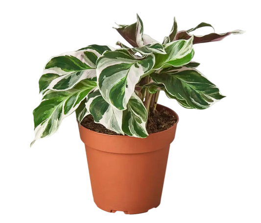 Calathea White Fusion 4 inch | Rare Variegated Prayer Plant