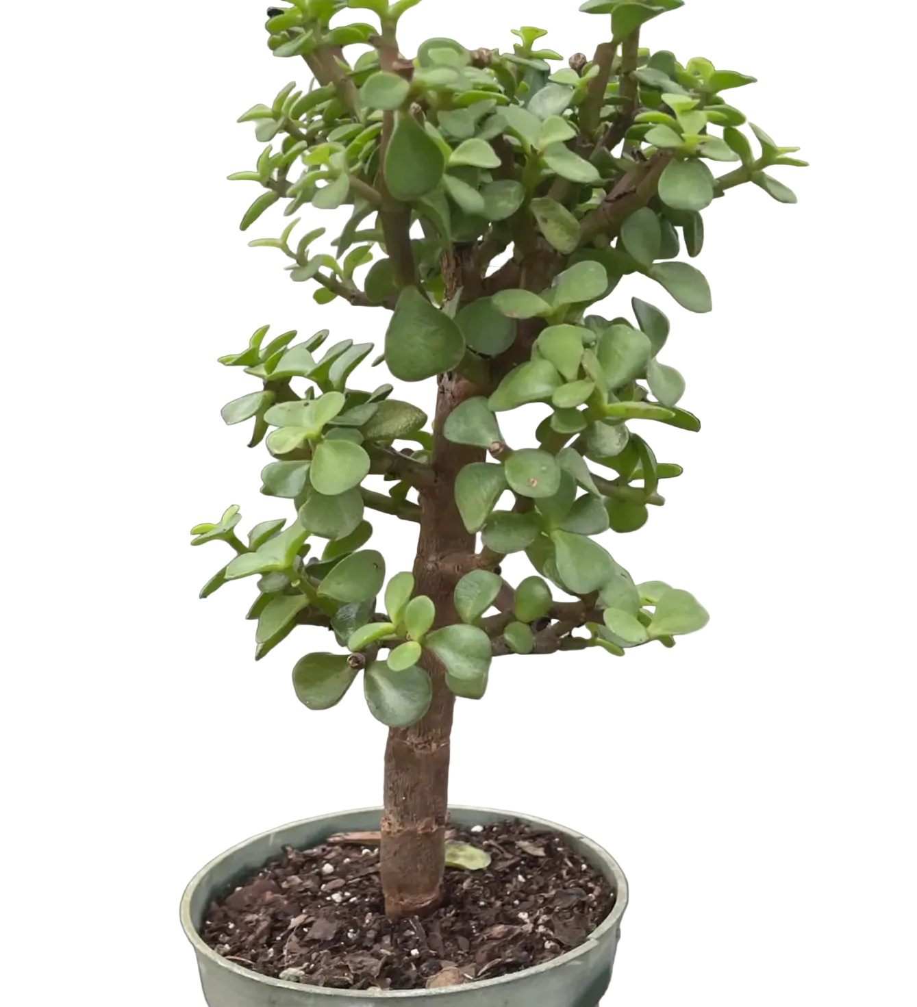 Dwarf Green Jade Bonsai 4inch