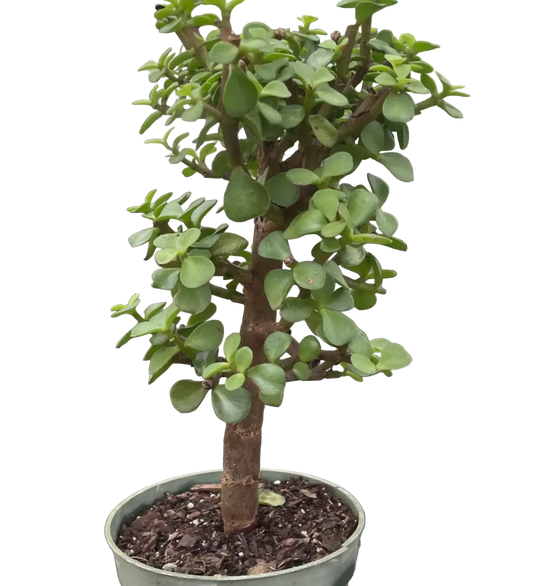 Dwarf Green Jade Bonsai 4inch