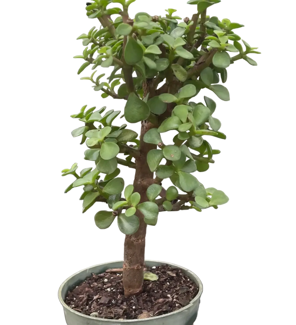 Dwarf Green Jade Bonsai 4inch