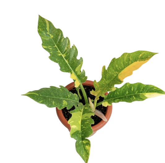 Variegated Ring of Fire Philodendron 4-inch