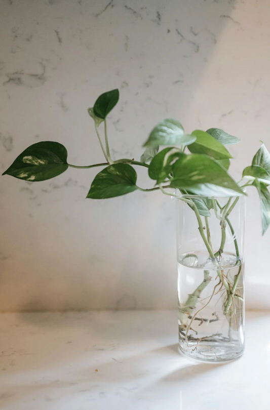 Aquatic Pothos Plant