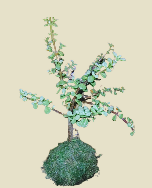 Elephant Bush Plant  Kokedama