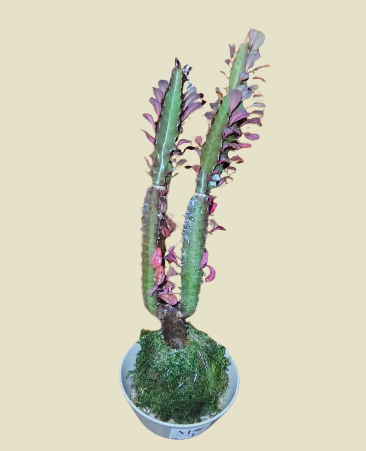 Cactus Plant Kokedama