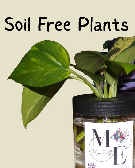Hydroponic Live Plants- Pest Free