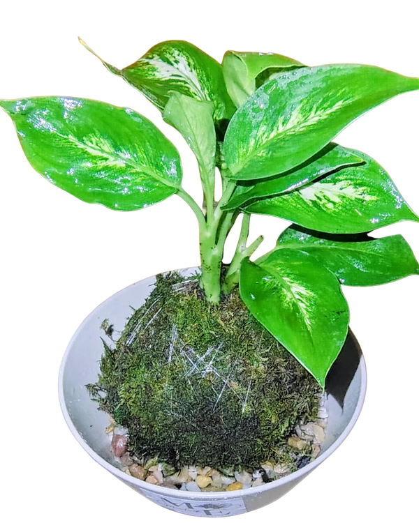 Diffenbachia Plant Kokedama