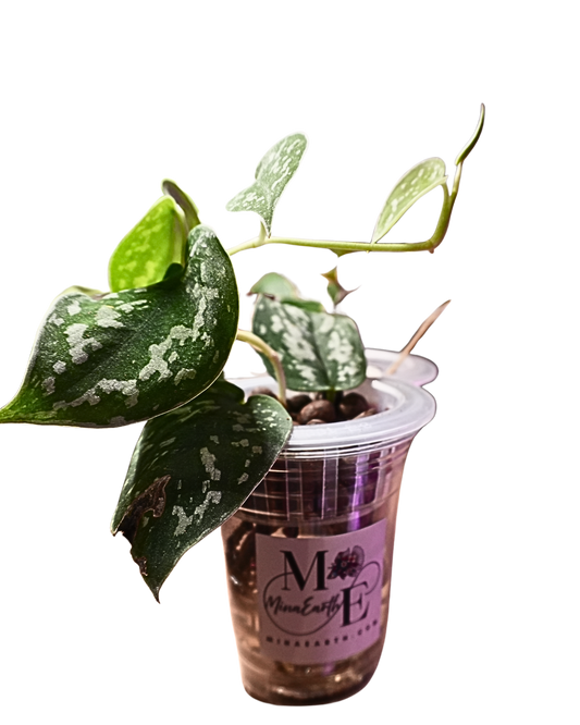 Silver Pothos Hydroponic