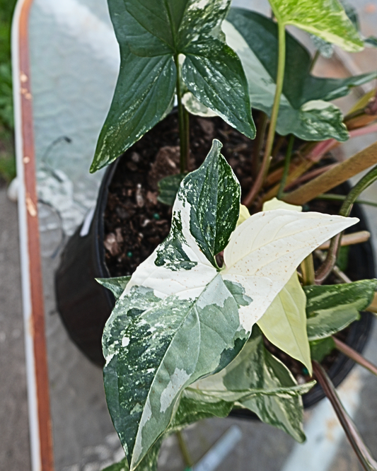 Syngonium Albo Cuttings (2 Clippings)