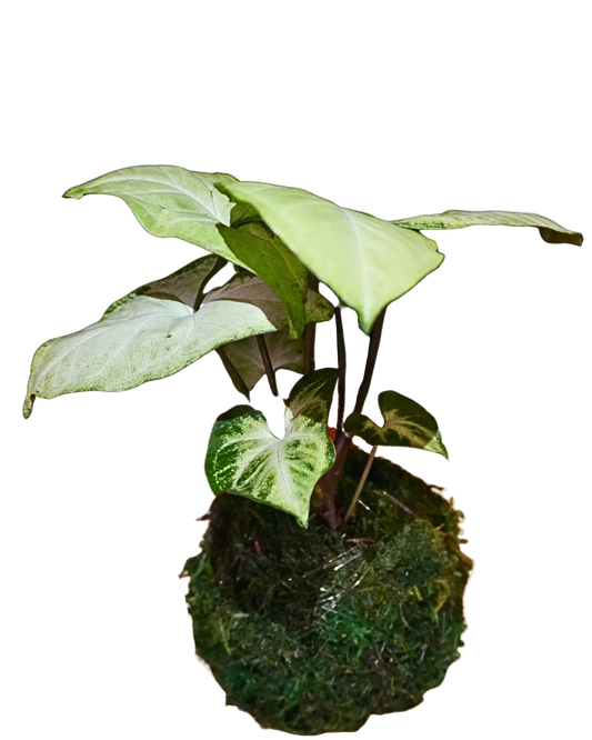 Syngonium Batik Kokedama