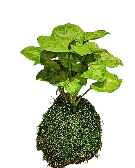 Syngonium Gold Allusion Kokedama