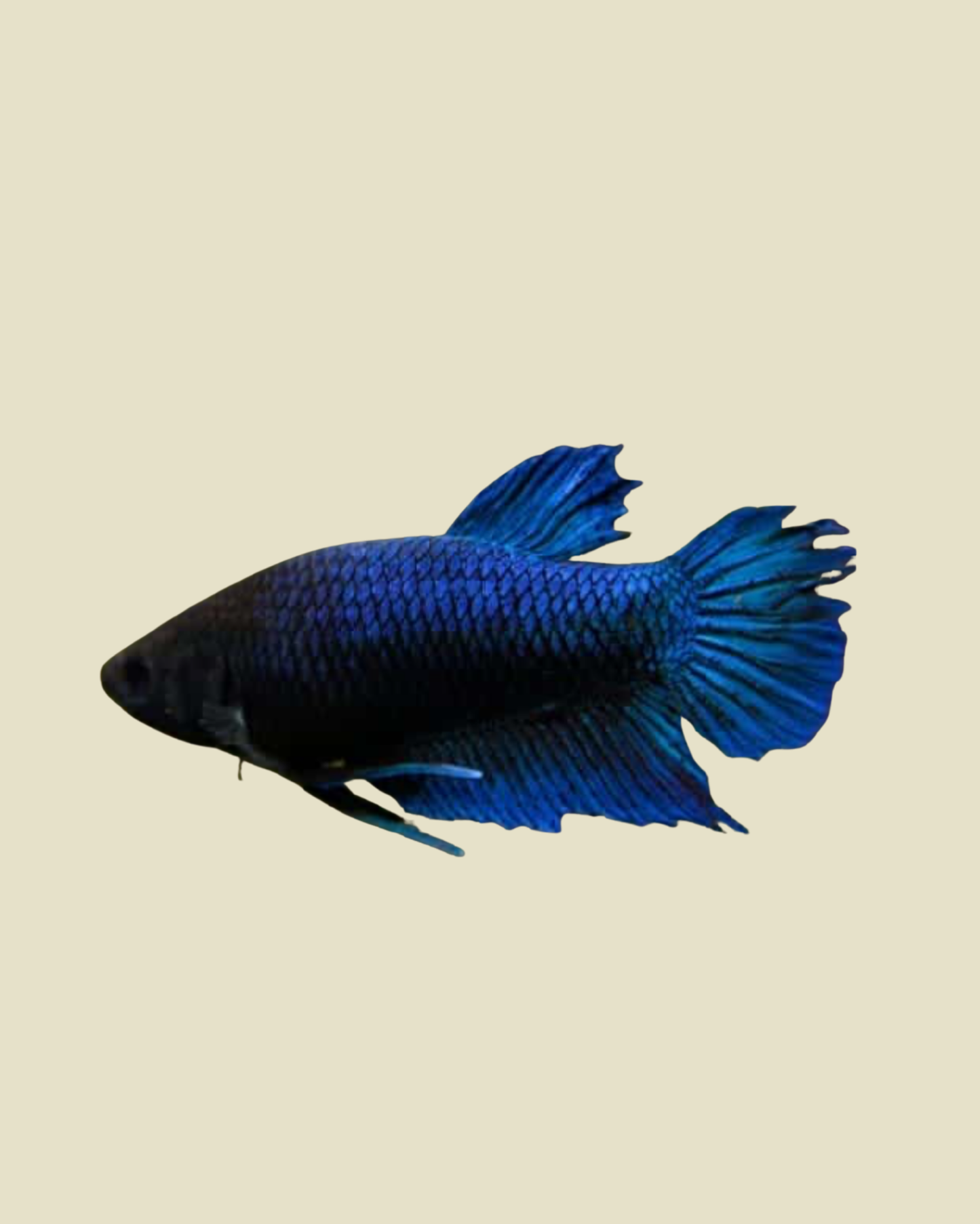 Female Betta Fish- Sorority Tank
