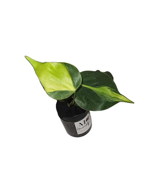 Hydroponic Philodendron Brasil