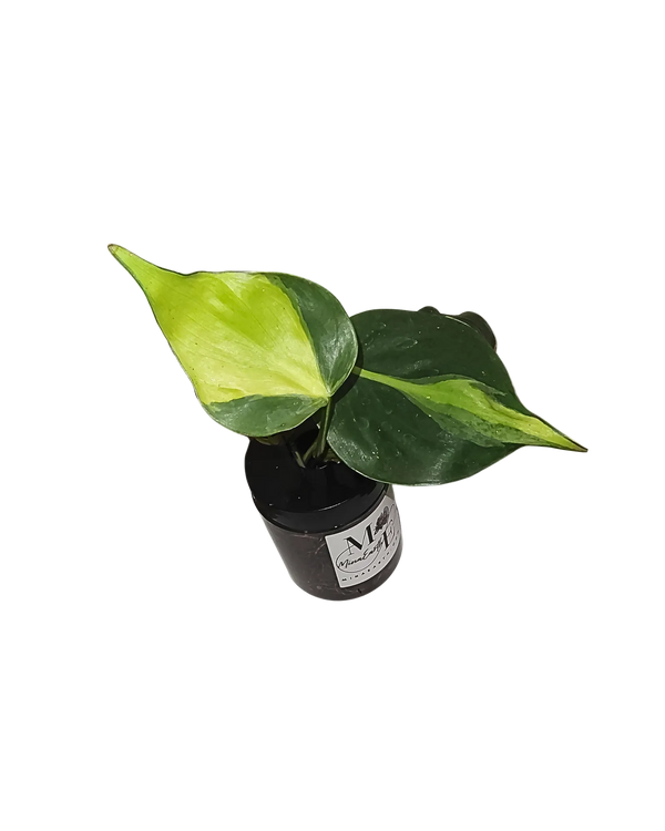 Hydroponic Philodendron Brasil