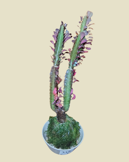 Soak Up the Sun — Vibrant Kokedamas for Light-Filled Spaces