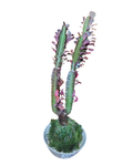 Cactus Plant Kokedama