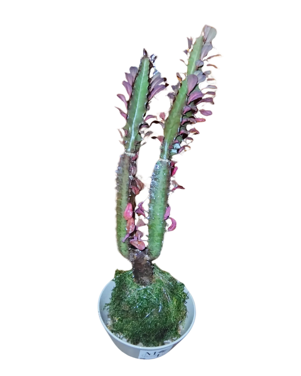 Cactus Plant Kokedama