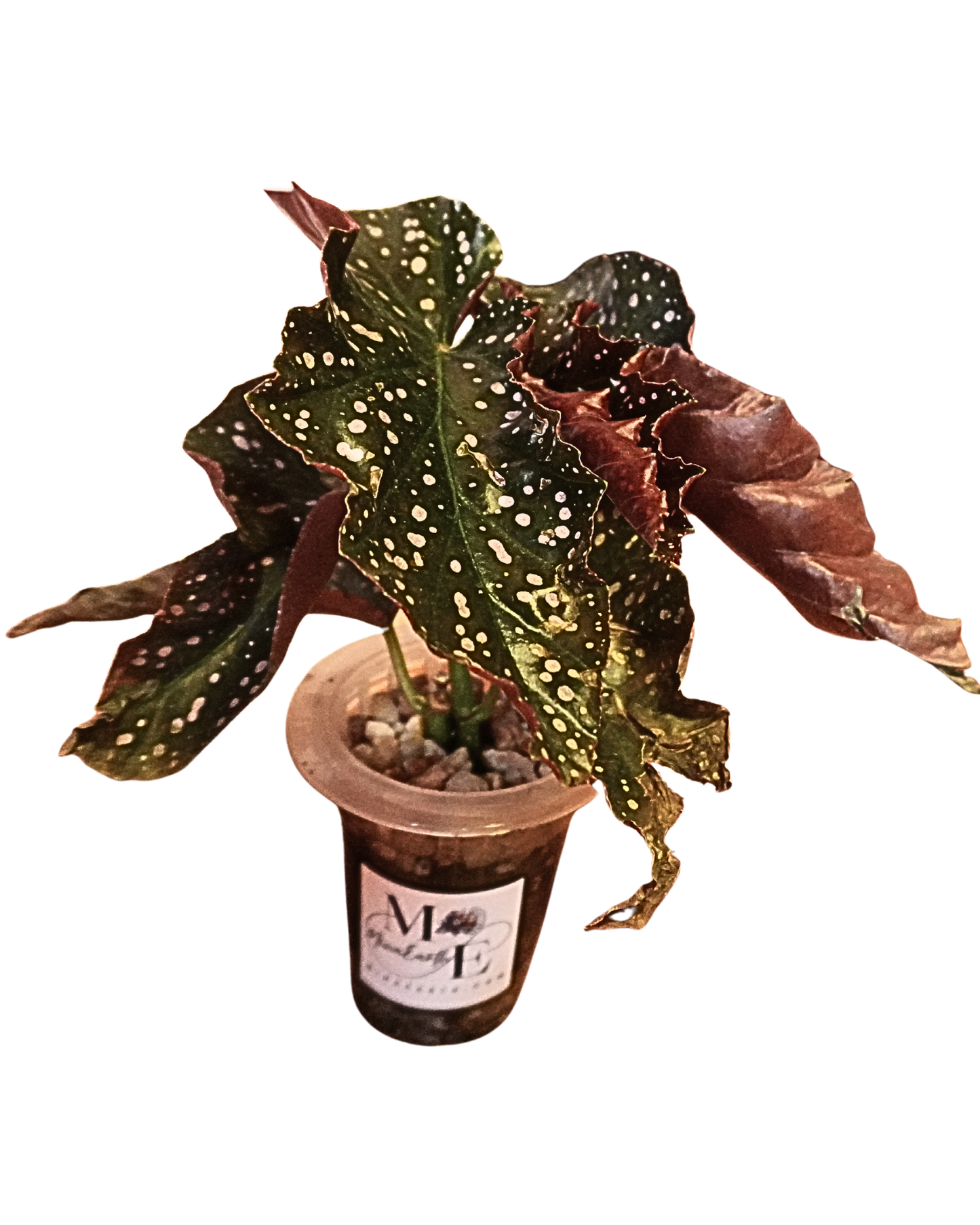 Cane Like Begonia Hydroponic