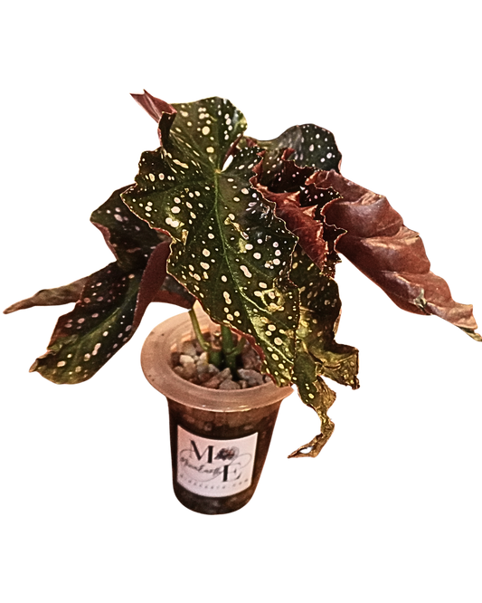 Cane Like Begonia Hydroponic