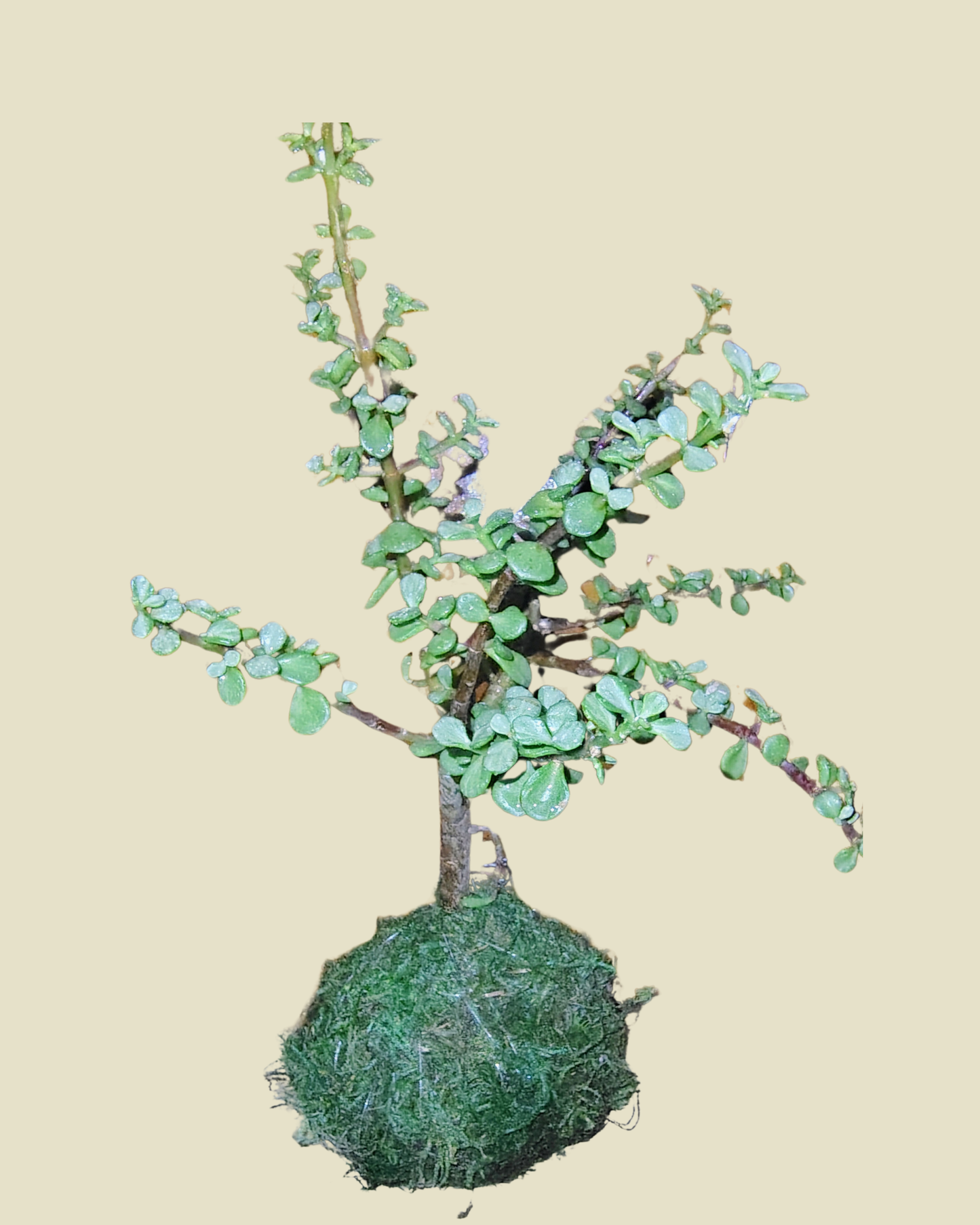 Soak Up the Sun — Vibrant Kokedamas for Light-Filled Spaces