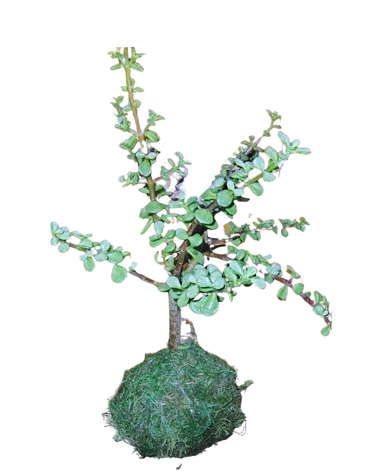 Elephant Bush Plant  Kokedama
