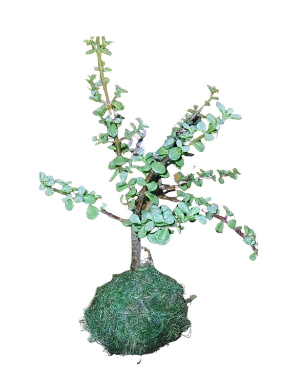 Elephant Bush Plant  Kokedama