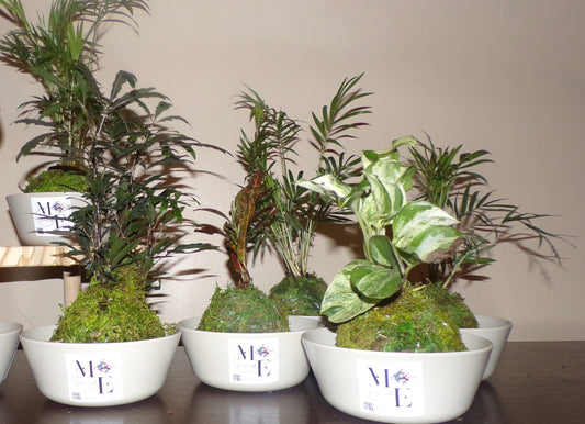 Kokedama Plant