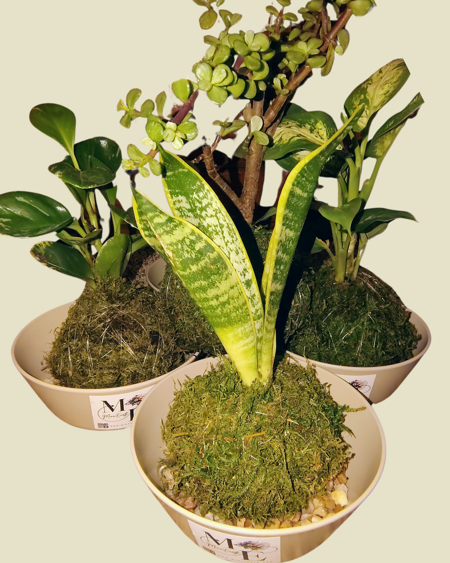 Enjoy Nature Without the Fuss — Kokedamas Made for Any Setting