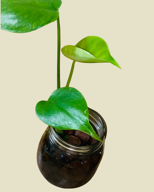 Hydroponic Monstera Deliciosa Indoor Plant