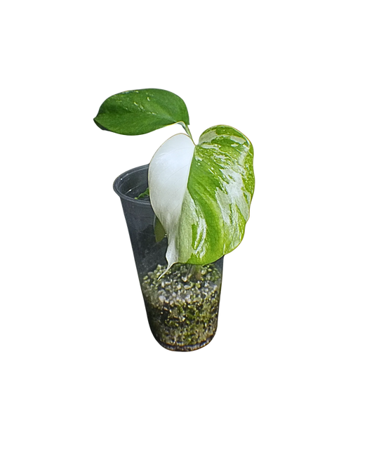 Monstera Borsigiana Albo-Expert Plant Level