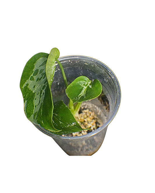 Monstera Bulbasaur- Expert Plant Care