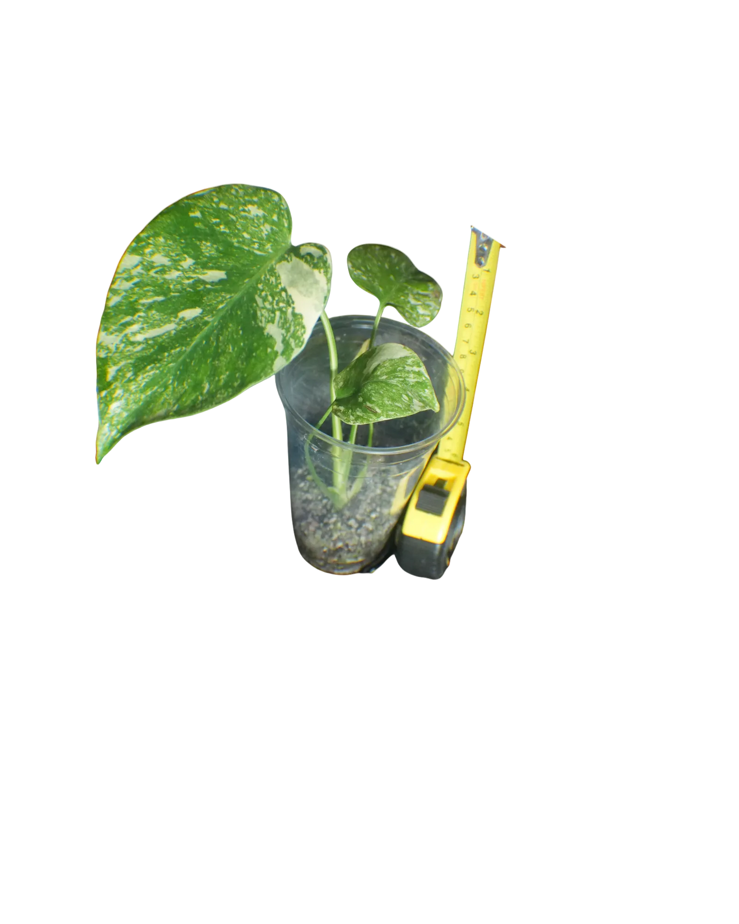Monstera Cream Cheese - Expert Plant Level