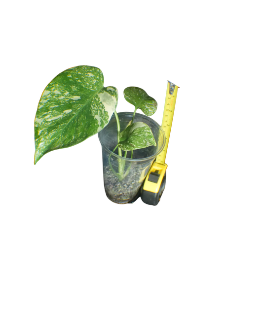 Monstera Cream Cheese - Expert Plant Level