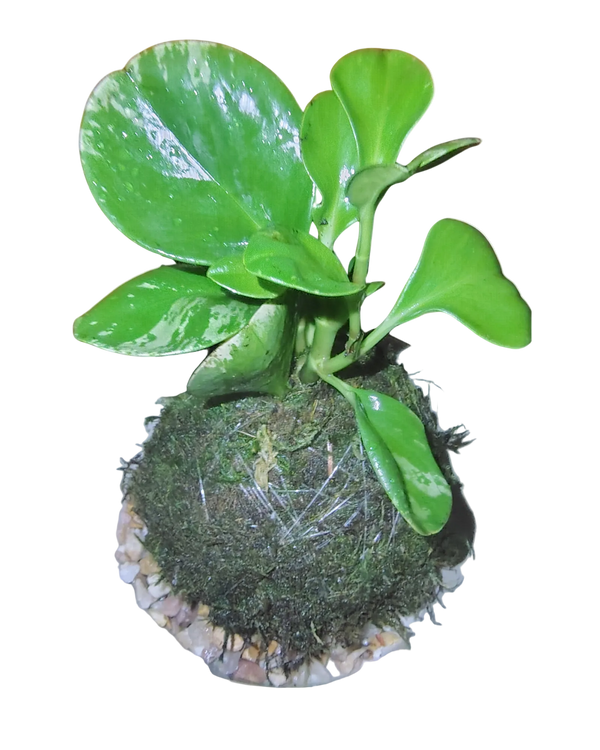 Peperomia Plant Kokedama