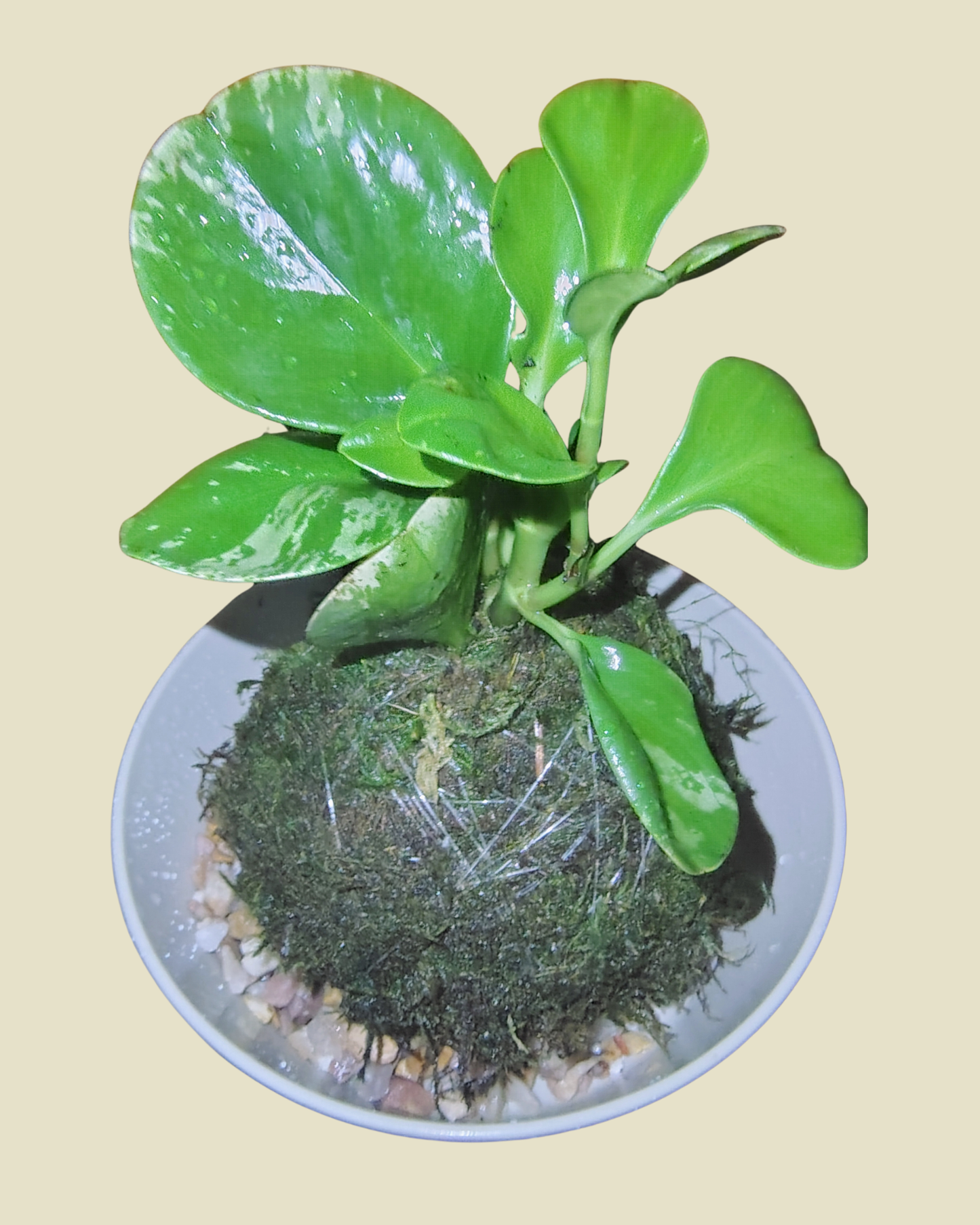 Peperomia Plant Kokedama