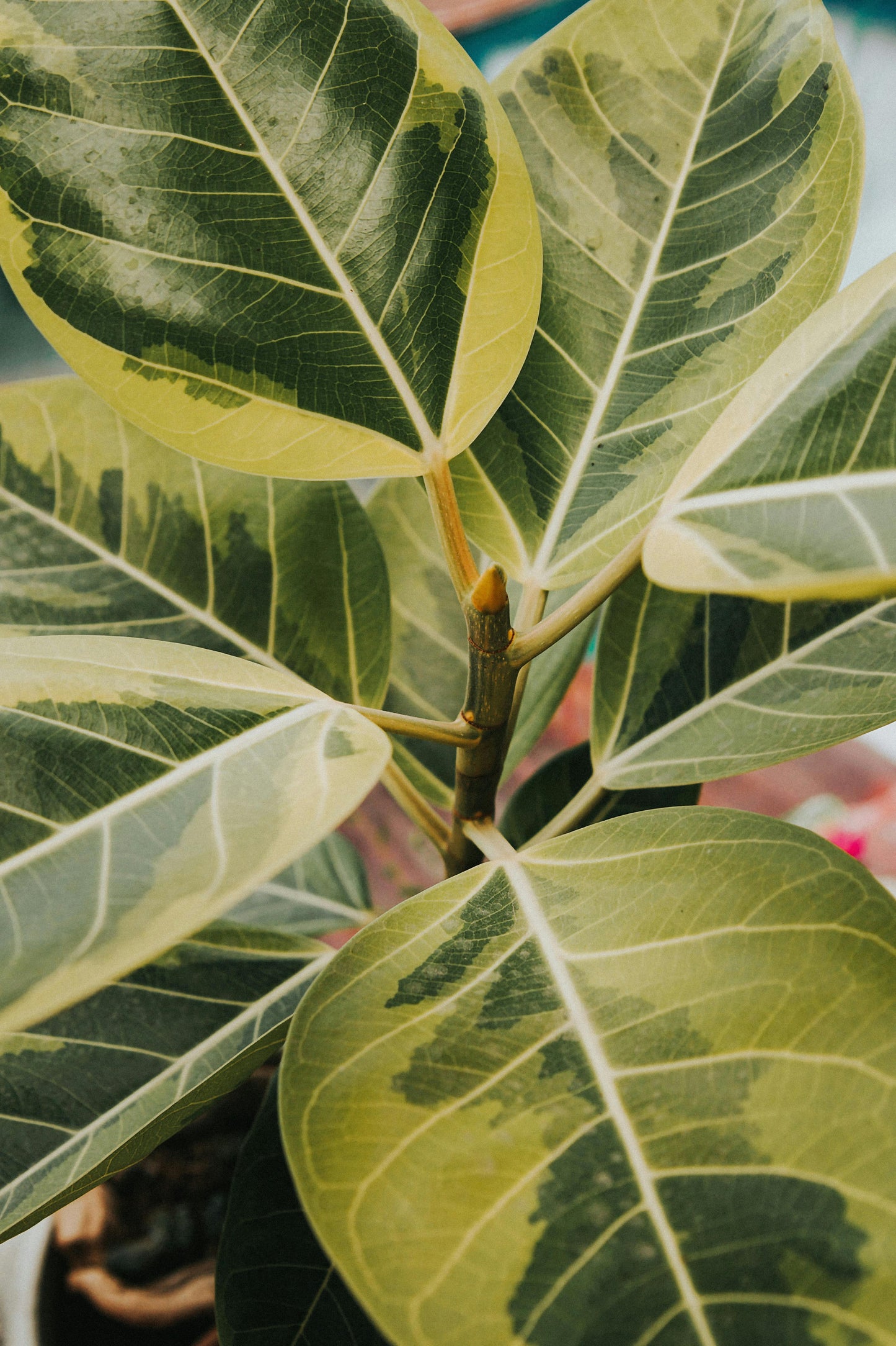 Ficus Altissima ‘Lofty Fig’ Seeds – Grow Your Own Exotic Indoor Tree