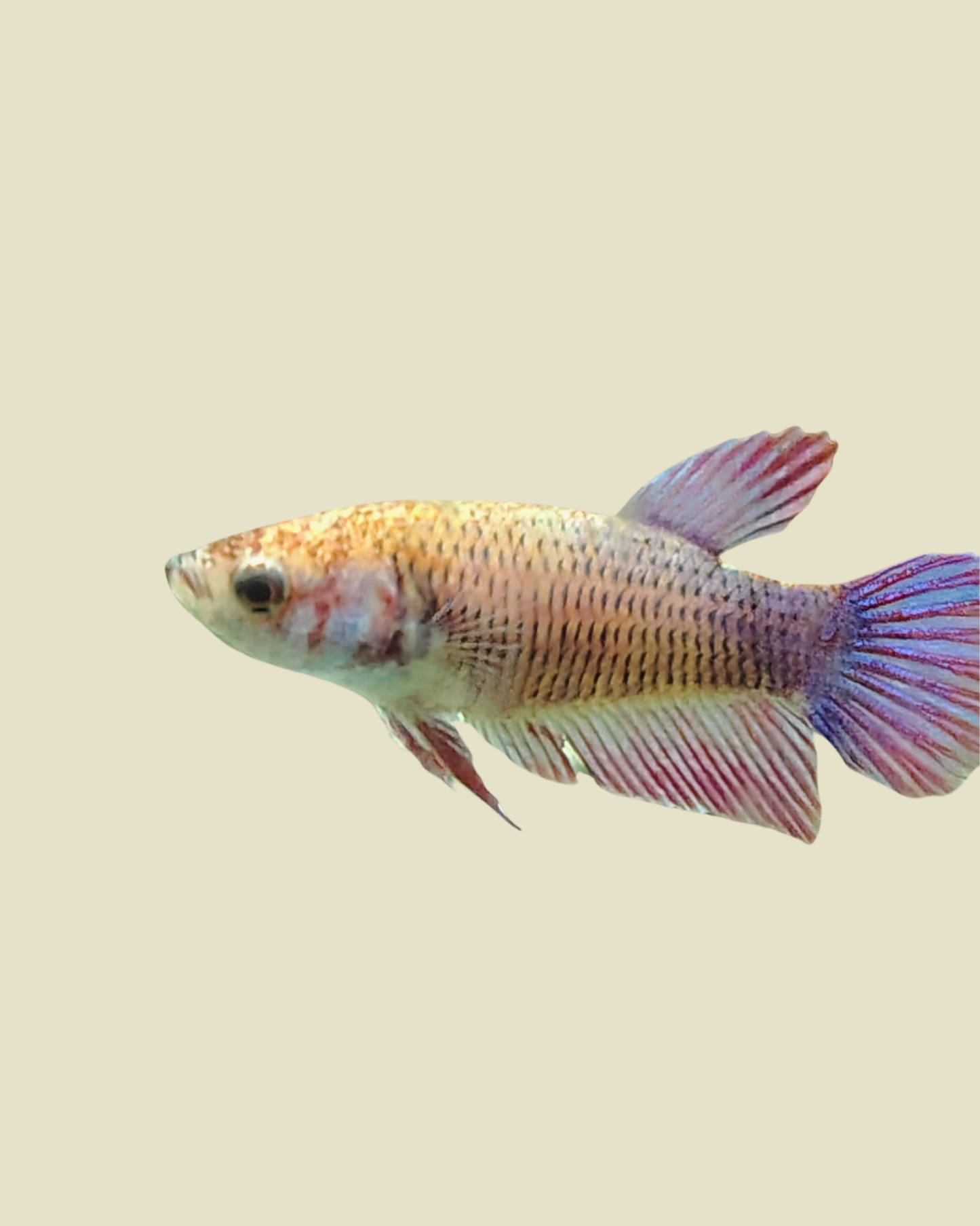 Female Betta Fish- Sorority Tank