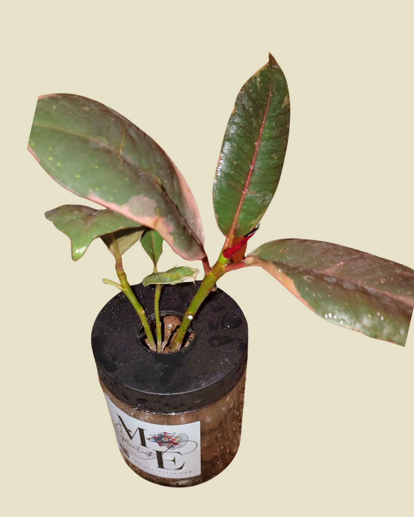 Flourish with Water, Light, and Little Else — Hydroponic Plants for Tranquil Spaces