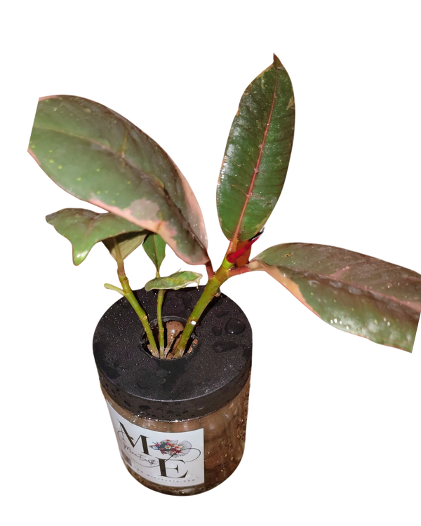 Hydroponic Ficus Plant