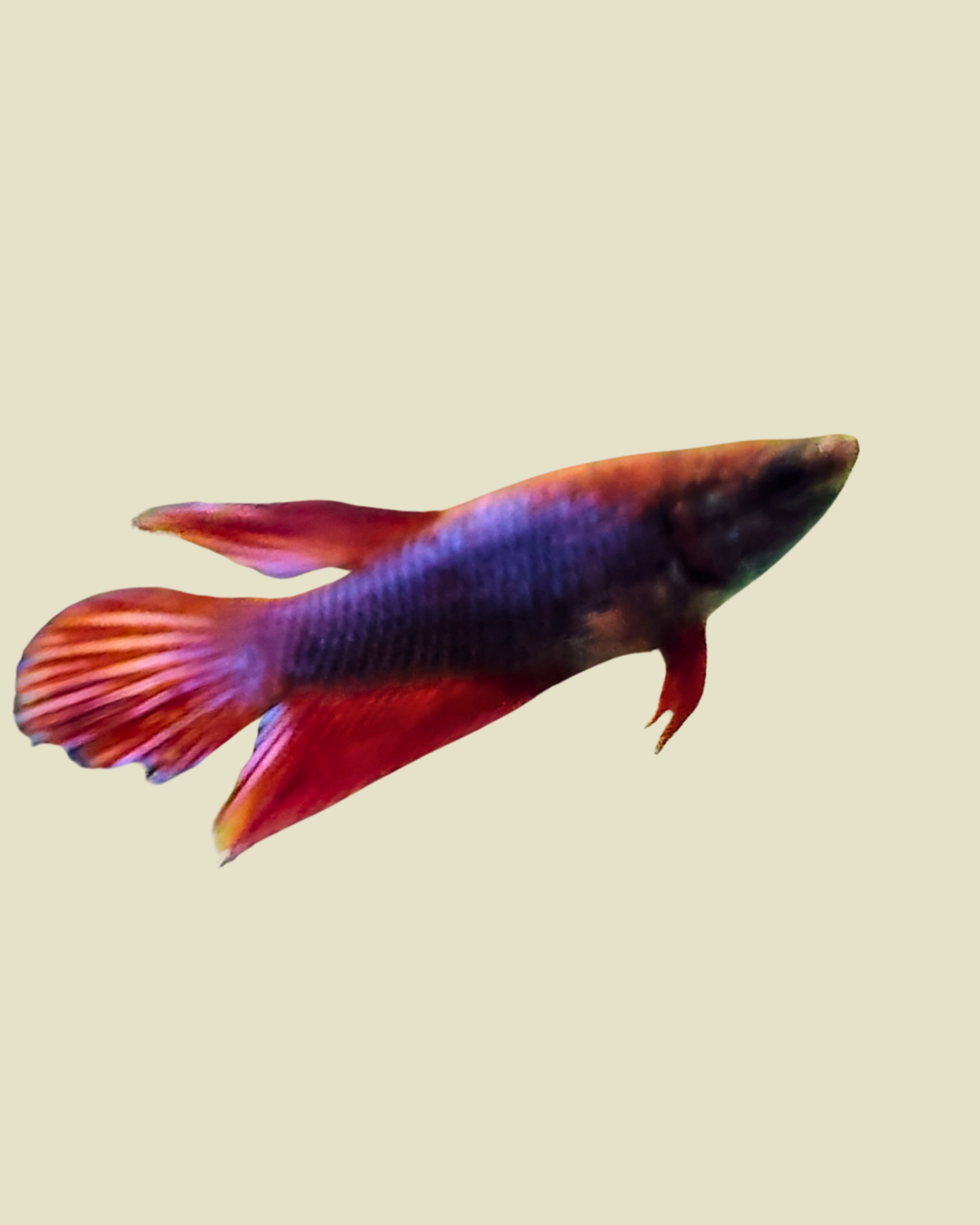 Female Betta Fish- Sorority Tank