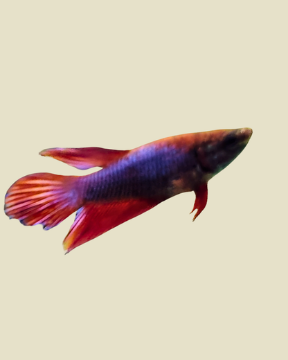 Female Betta Fish- Sorority Tank