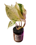 Marble Queen Pothos Hydroponic